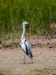 Grey Heron (Ardea cinerea) Striding Around on Mud at the Edge of a Lake
