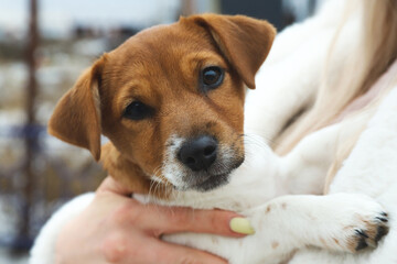 Jack Russell Terrier. Cute three-month puppy in arms. Outdoors. Selective focus