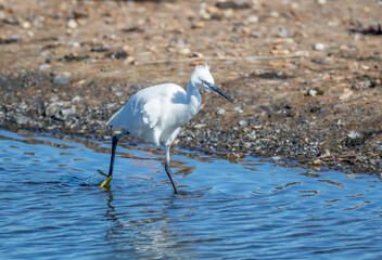 Little Egret (Egretta garzetta) Striding Around a River bank Hunting for Fish