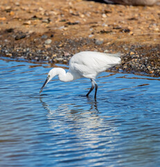 Little Egret (Egretta garzetta) Striding Around a River bank Hunting for Fish