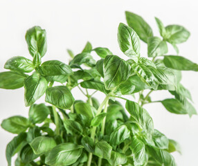 Basil leaves close up at white background. Flavorful healthy Mediterranean herb. Cooking ingredient.  Front view.