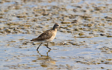 Ruff (philomachus pugnax) Wading at Low Tide