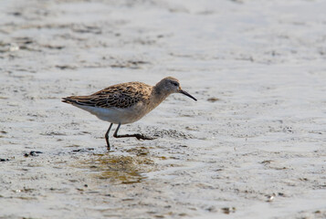 Ruff (philomachus pugnax) Wading at Low Tide