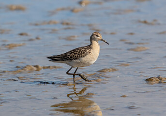 Ruff (philomachus pugnax) Wading at Low Tide
