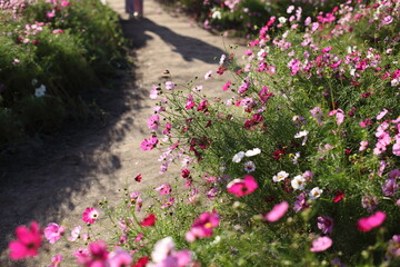 コスモス畑と人の影