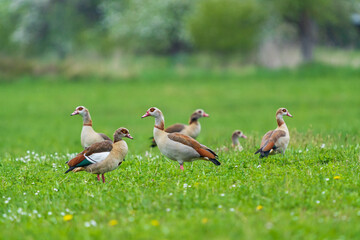 Nilganse