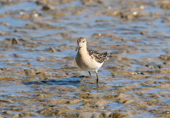 Ruff (philomachus pugnax) Wading at Low Tide