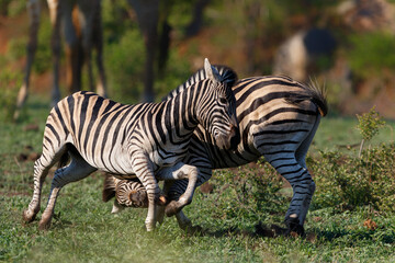 Fototapeta na wymiar Zebra fighting in Kruger National Park in South Africa