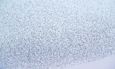 Murmuration of Knot over the Wash Near Snettersham Norfolk