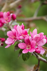 Die Büten eines rotfleischigen Apfels