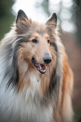 Sable Langhaar Collie
