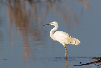Little Egret (Egretta garzetta)