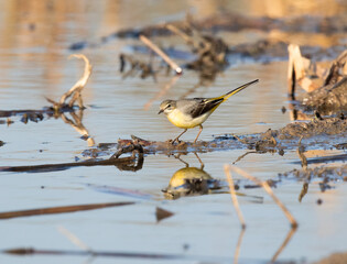Grey Wagtail (Motacilla cinerea)