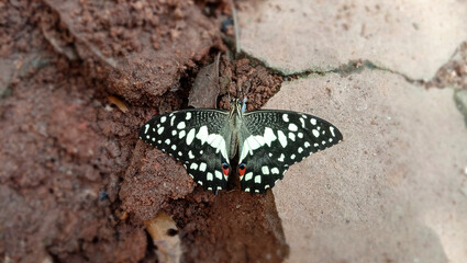There is a beautiful butterfly on the ground