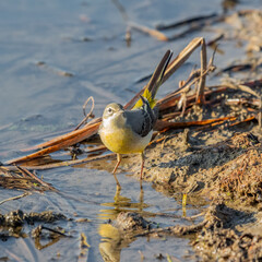Grey Wagtail (Motacilla cinerea)