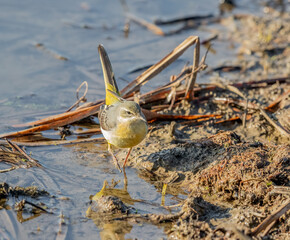 Grey Wagtail (Motacilla cinerea)