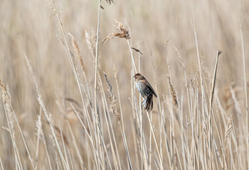 Female Reed Bunting (Emberiza schoeniclus)