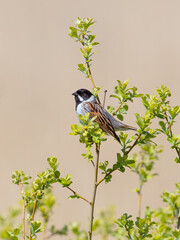Male Reed Bunting (Emberiza schoeniclus)