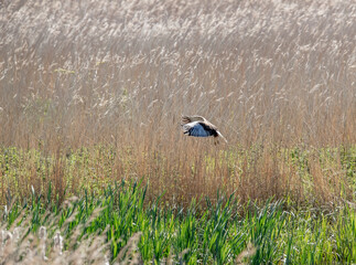 Male Marsh Harrier (circus aeruginosus) Searching for Prey