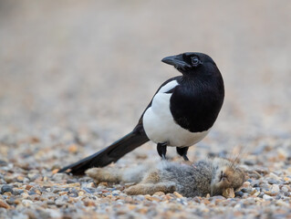 Eurasian Magpie (Pica pica) Feeding on a Roadkill Rabbit
