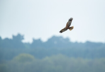 Male Marsh Harrier (circus aeruginosus) Searching for Prey