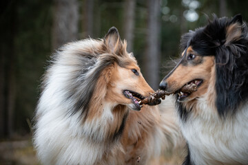 Spielende Collie