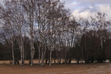 Fototapeta premium 空と白樺林 be dotted with white birch trees. 