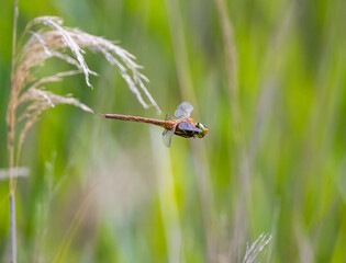 Norfolk Hawker (Aeshna isoceles) in Flight.  Side View.