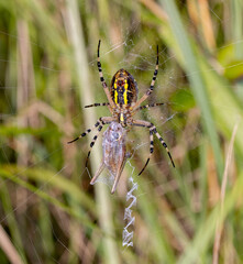 Wasp Spider (Argiope bruennichi) with Grasshopper Prey