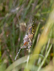 Wasp Spider (Argiope bruennichi) with Grasshopper Prey