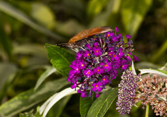 European Peacock Butterfly (Aglais io) Feeding on a Buddleia Spike
