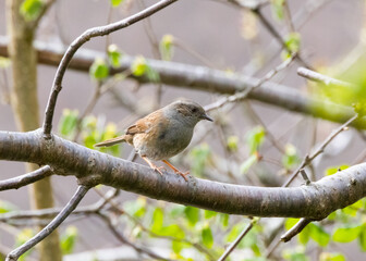 Dunnock (Prunella modularis) in a Tree