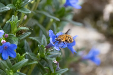 Dark-edged Bee Fly (Bombylius major) Hovering Feeding on Nectar from a Blue Flower