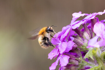 Common Carder Bumblebee (Bombus pascuorum) on a Pink Flower