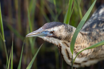 European bittern (botaurus stellaris) well camouflaged in a reed-bed.