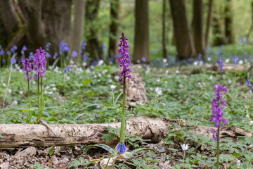 Early-Purple Orchid (Orchis mascula) in Spring