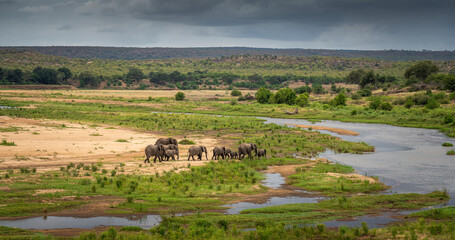 Fototapeta na wymiar Elephant herd seen from the Letaba Bridge in the Kruger National Park, South Africa 