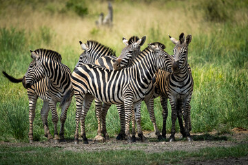 Fototapeta na wymiar Zebra in the Kruger National Park, South Africa 