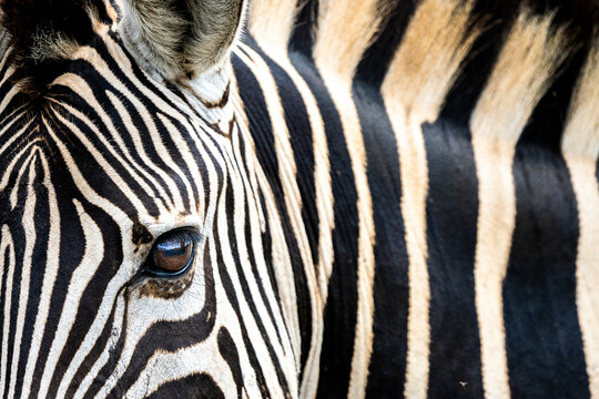 Zebras in the Kruger National Park South Africa 