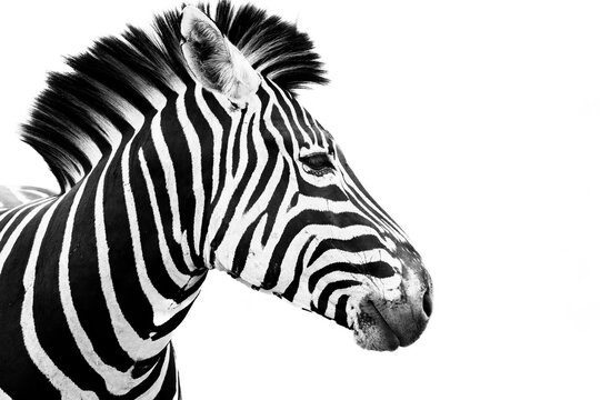 Zebras in the Kruger National Park South Africa 