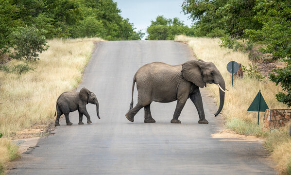 Elephant herd seen from the Letaba Bridge in the Kruger National Park, South Africa 