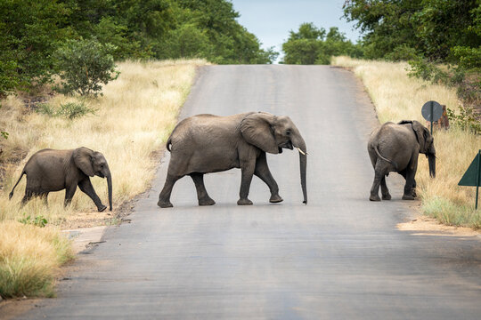 Elephant herd seen from the Letaba Bridge in the Kruger National Park, South Africa 