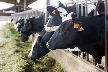 herd of cows in stall at dairy farm