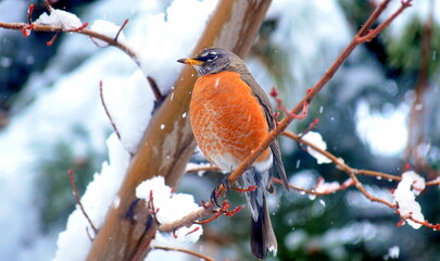 Robin bird on winter snow tree outdoors.