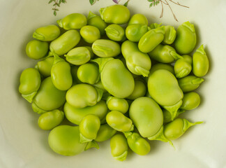 Group of fresh raw broad beans in a decorated white ceramic plate