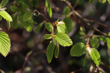 The first green leaves on a tree in spring