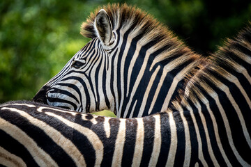 Fototapeta na wymiar Zebras in the Kruger National Park South Africa 