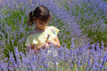 lavender field model shoots