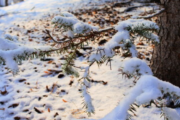 朝、初雪が松の枝に積もる森の中を散歩する。