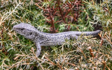 lizard on the tree